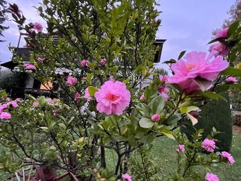 Camelia fioritura autunnale