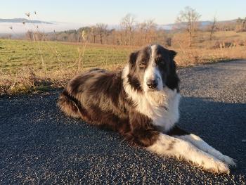 Dog posing on countryside road