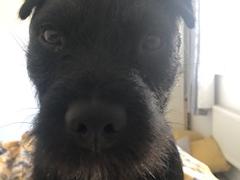 This is Toby patterdale terrier 16 months 