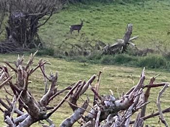 Deer in field