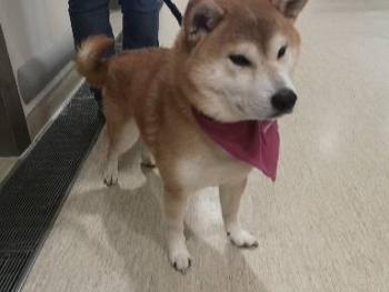 Japanese Shiba dog at the hospital.