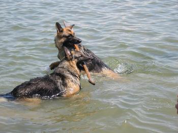 argument over a paddle