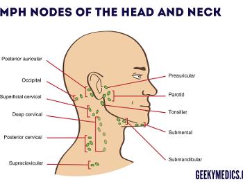 Lymph nodes of the Head