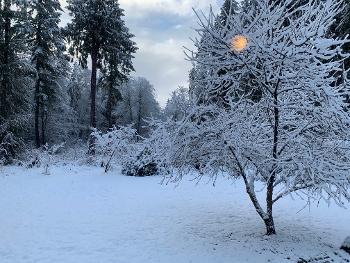 Snowy yard