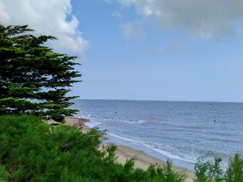 A beach scene with pine tree in the foreground