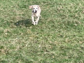 Labrador running across a field 
