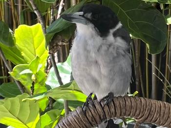 Butcher bird on balcony 