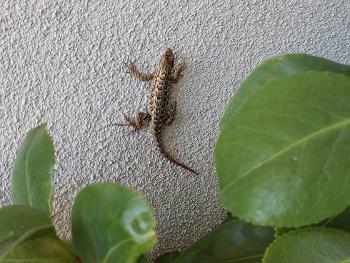 Lizard near plant.