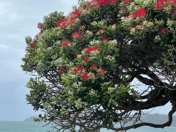 The last blooming pohotakwa tree