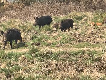 Family of wild boars blocking the footpath. 