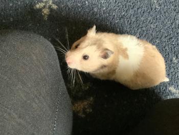 Rosie hamster