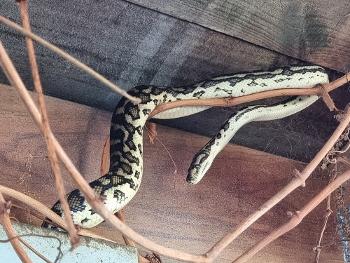 Our resident snake 🐍