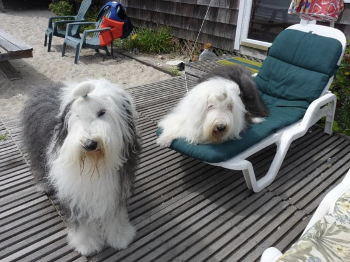 These were my babies.  They are Old English Sheepdogs .