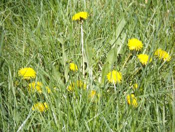 Dandelions; about the only thing blooming right now.