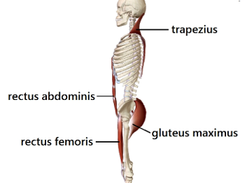 rectus abdominis connecting pelvis and chest. 

