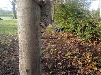 Pixie hugs a tree 