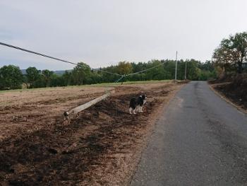 Dog inspecting fire-damaged field in France