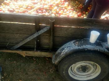 Cart full of apples to be pressed for cider!