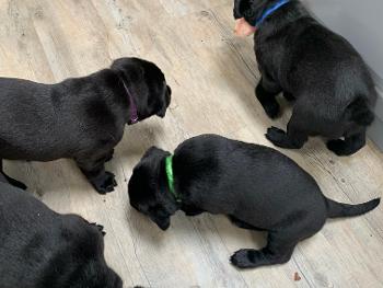 Black Labrador pups 