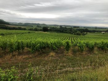 View over vineyards in the Dordogne