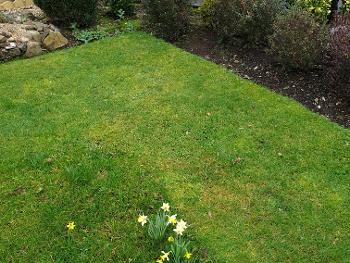 Front garden with yellow daffodils. 