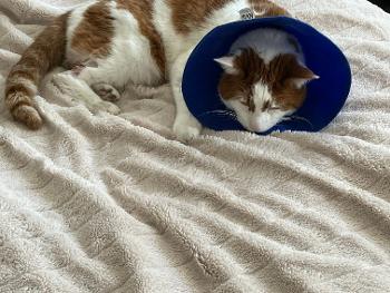 Cat feeling sorry for itself after trip to vet. 