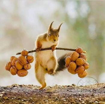 Squirrel running with nuts 