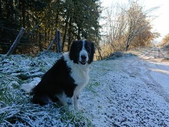 Border Collie - Bernese Mountain Dog cross sitting at the side of a forest track