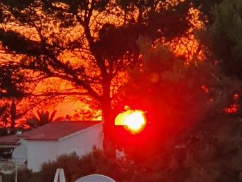 Trees looking on fire here in Menorca. Beautiful sight 