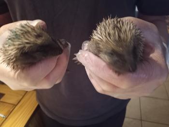 3 week old hoglets - known as the terrible twins!!



