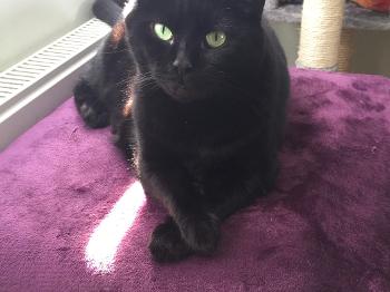 Black cat with crossed paws