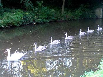 Mother & cygnets 