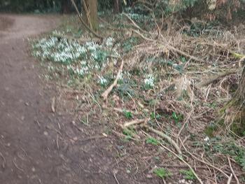 Snowdrops in the woods.