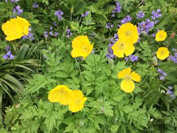 Yellow Meconopsis (Welsh poppies)