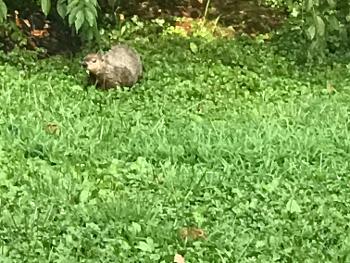 My new friend the groundhog I saw him eating one of my apples out back and is super cute