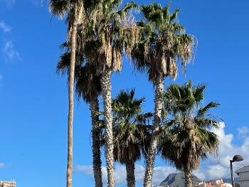 Palm trees in Tenerife