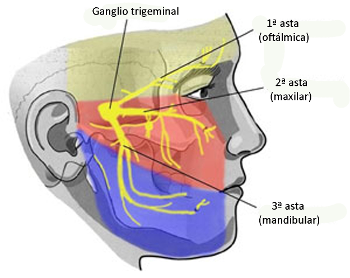 Trigeminal nerves