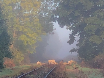 Sheep on railway line