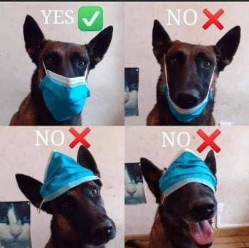 Dog mask rules