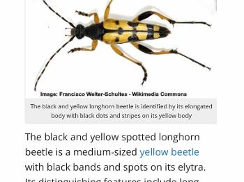 Black and yellow spotted Longhorn beetle 