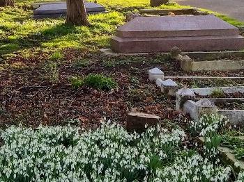 Snowdrops in a churchyard
