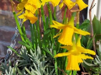Small daffodil flowers in basket alongside lavender plant