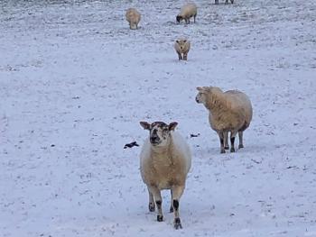 Sheep in snow 