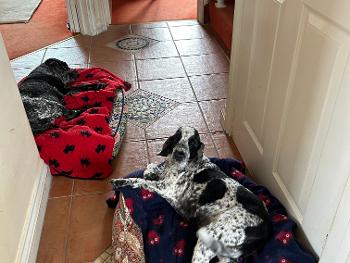 Image of two cocker spaniels in their beds.