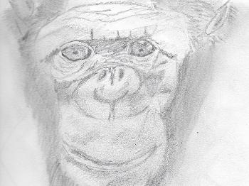 Pencil portrait of a chimpanzee