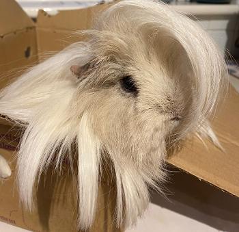 White long haired guinea pig in a box