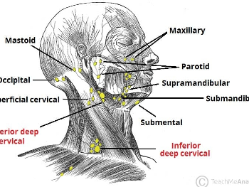 The superficial and deep lymph nodes of the head and neck.