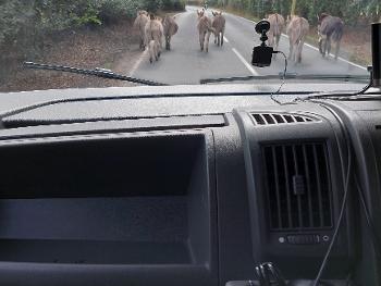 Traffic jam in the New Forest 