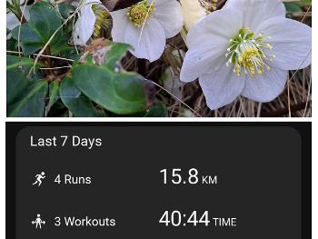 My stats and hellebore in flower
