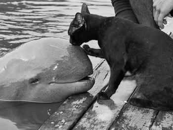 Sorry weird cat you must stay in water. A cat kissing a dolphin.